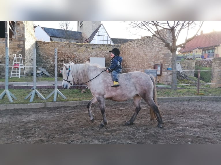 German Riding Pony Mix Mare 14 years 13 hh Grey-Red-Tan in Frose