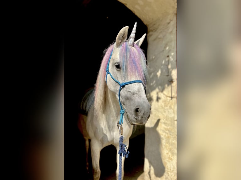 German Riding Pony Mix Mare 14 years 13 hh Grey-Red-Tan in Frose