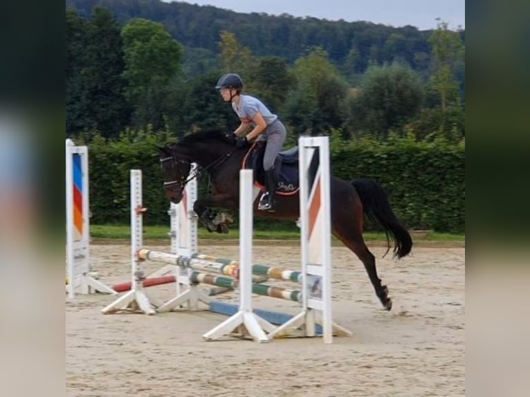 German Riding Pony Mare 14 years 13,3 hh Bay-Dark in Bad Driburg