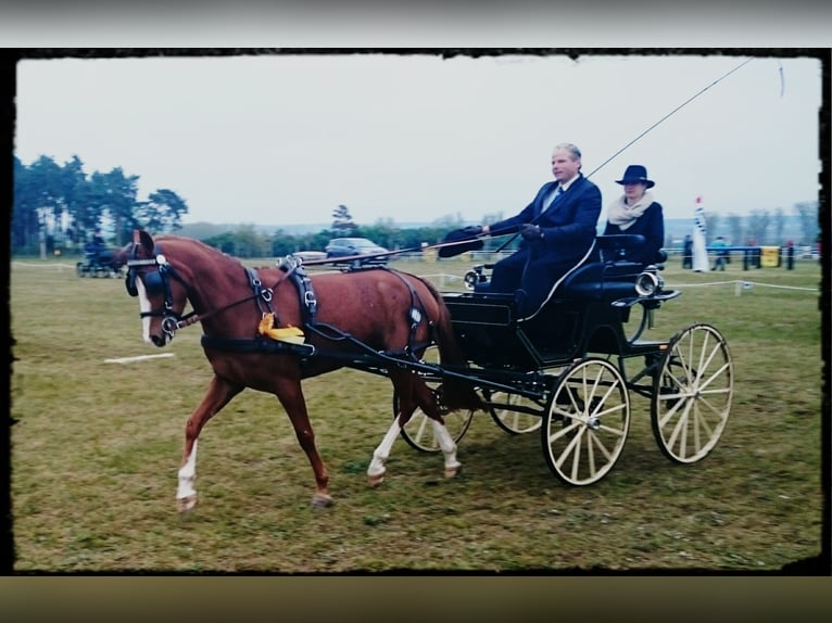 German Riding Pony Mare 14 years 13,3 hh Chestnut-Red in Schkeuditz