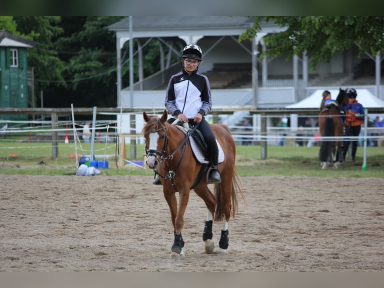 German Riding Pony Mare 14 years 13,3 hh Chestnut-Red in Schkeuditz