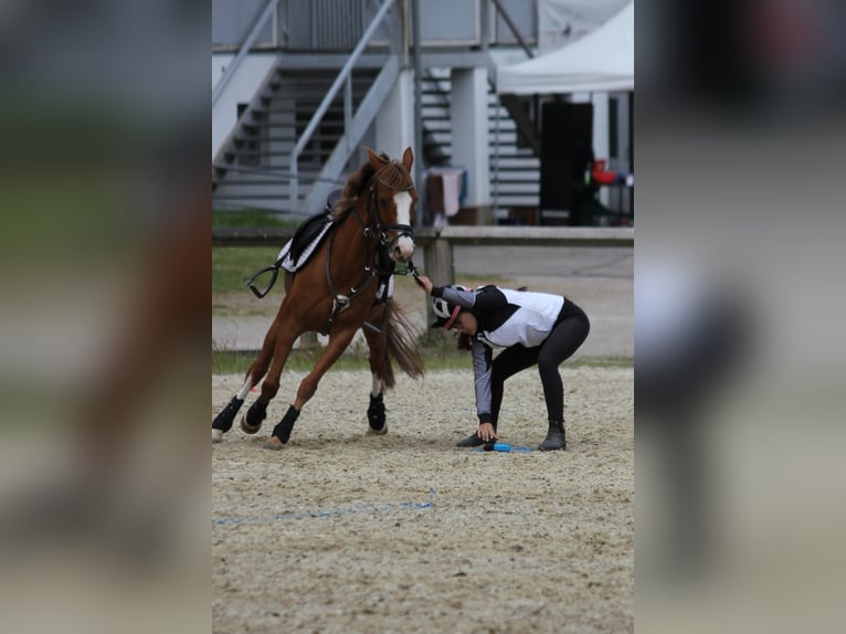 German Riding Pony Mare 14 years 13,3 hh Chestnut-Red in Schkeuditz