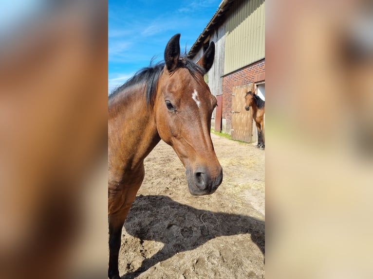 German Riding Pony Mare 14 years 14,1 hh Bay-Dark in Todendorf