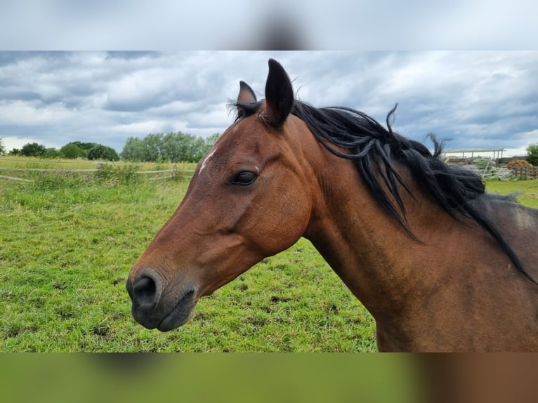 German Riding Pony Mare 14 years 14,1 hh Bay-Dark in Todendorf