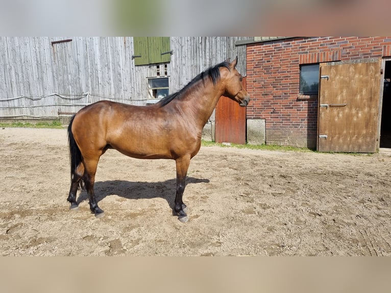 German Riding Pony Mare 14 years 14,1 hh Bay-Dark in Todendorf