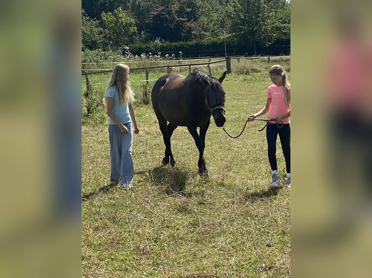 German Riding Pony Mix Mare 14 years 14,1 hh Bay-Dark in Hamburg Lemsahl-Mellingstedt