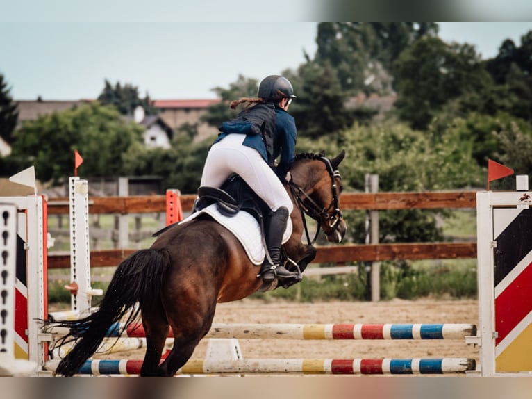German Riding Pony Mare 14 years 14.1 hh Brown in Krackow