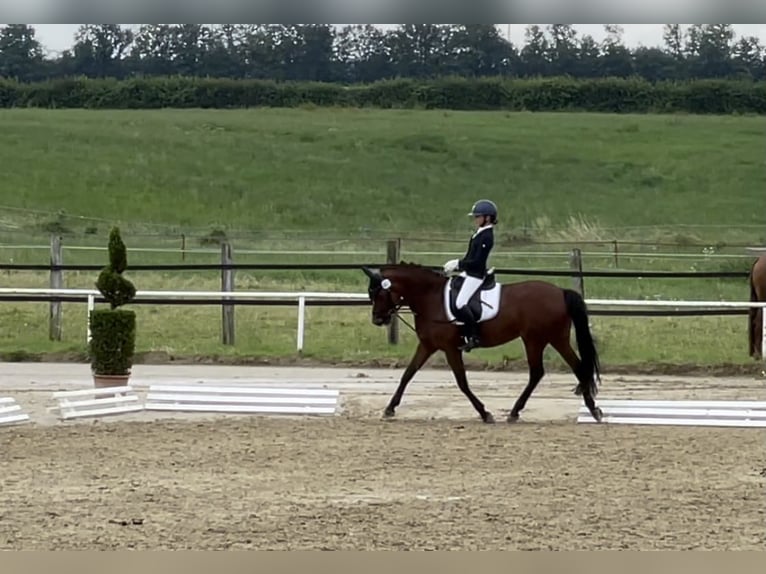 German Riding Pony Mare 14 years 14.1 hh Brown in Unna