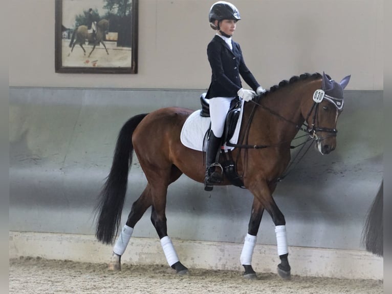 German Riding Pony Mare 14 years 14.1 hh Brown in Unna