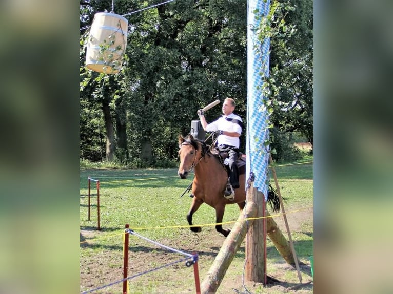 German Riding Pony Mix Mare 14 years 14,1 hh Brown in Wiendorf