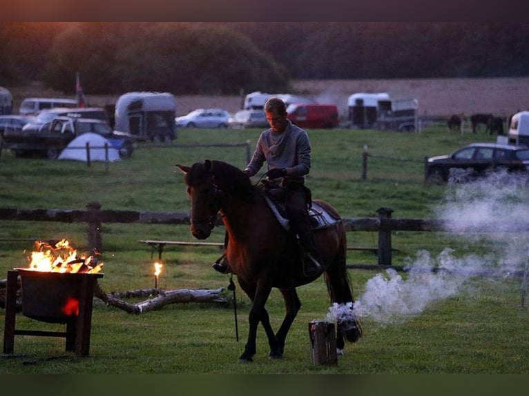 German Riding Pony Mix Mare 14 years 14,1 hh Brown in Wiendorf