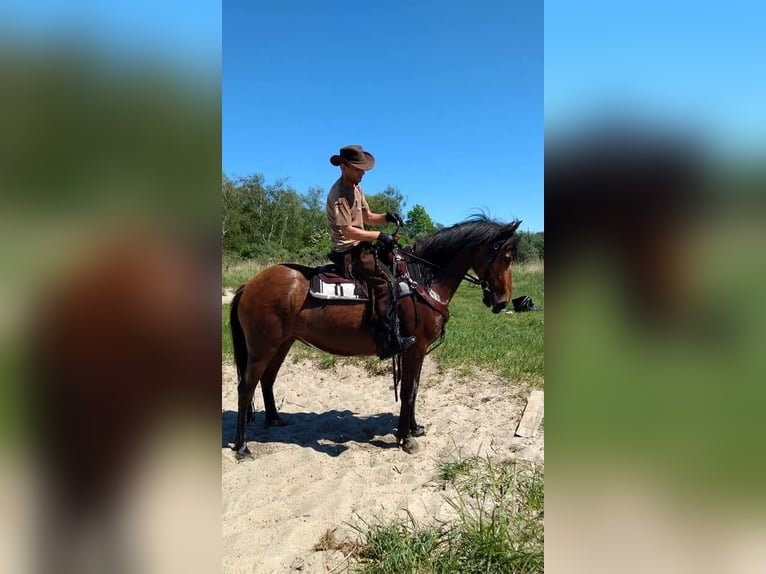 German Riding Pony Mix Mare 14 years 14,1 hh Brown in Wiendorf