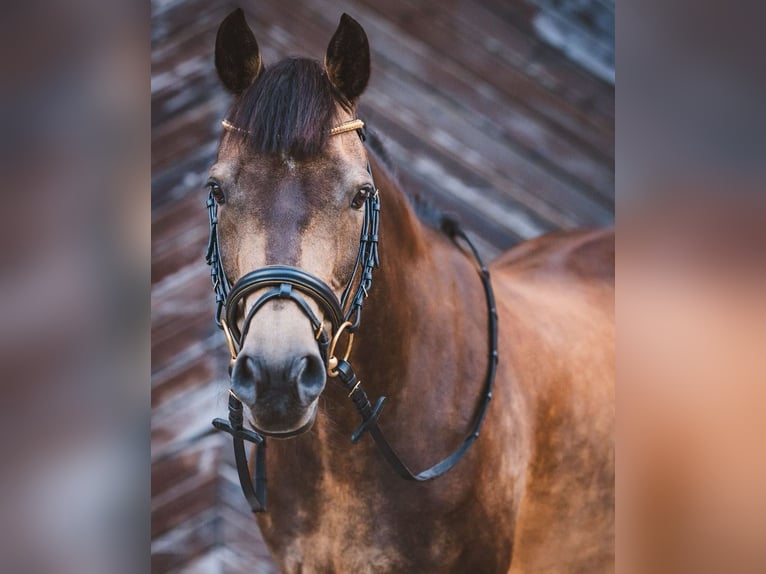 German Riding Pony Mare 14 years 14.1 hh Dun in Pottendorf