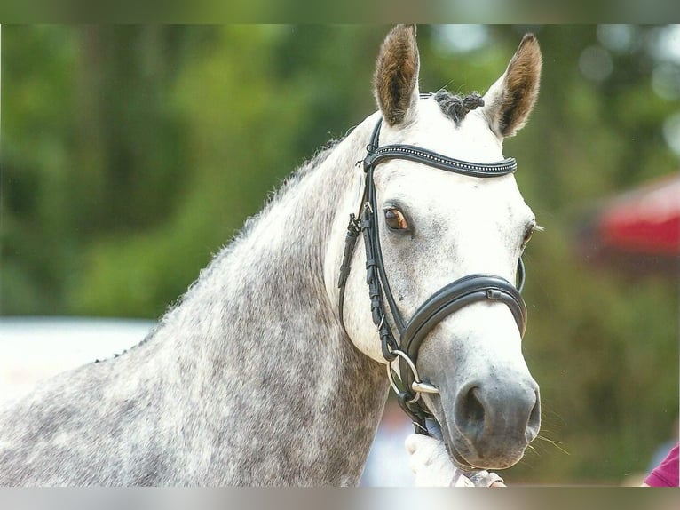 German Riding Pony Mare 14 years 14,1 hh Gray in Wallrode