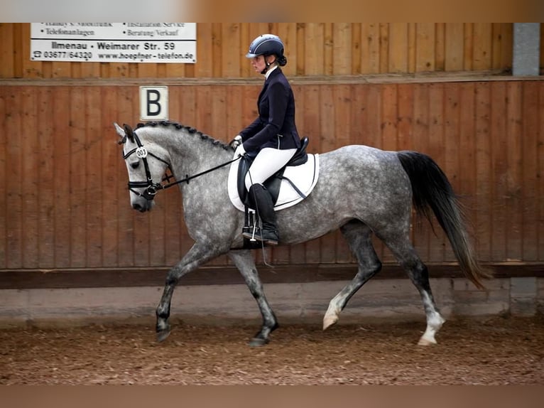 German Riding Pony Mare 14 years 14,1 hh Gray in Wallrode