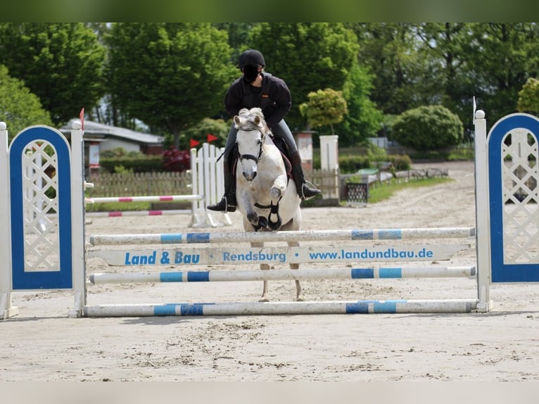 German Riding Pony Mare 14 years 14,1 hh Gray in Friedberg