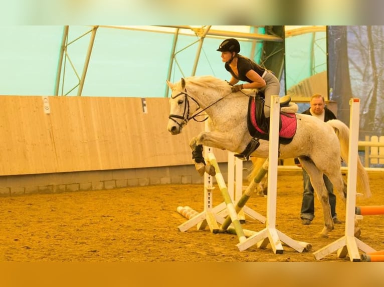 German Riding Pony Mare 14 years 14,1 hh Gray-Fleabitten in Harsdorf