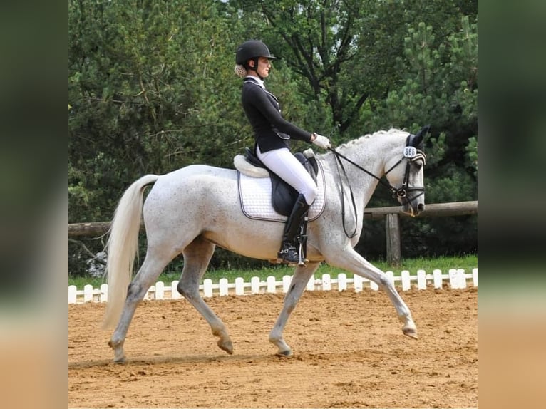 German Riding Pony Mare 14 years 14,1 hh Gray-Fleabitten in Harsdorf