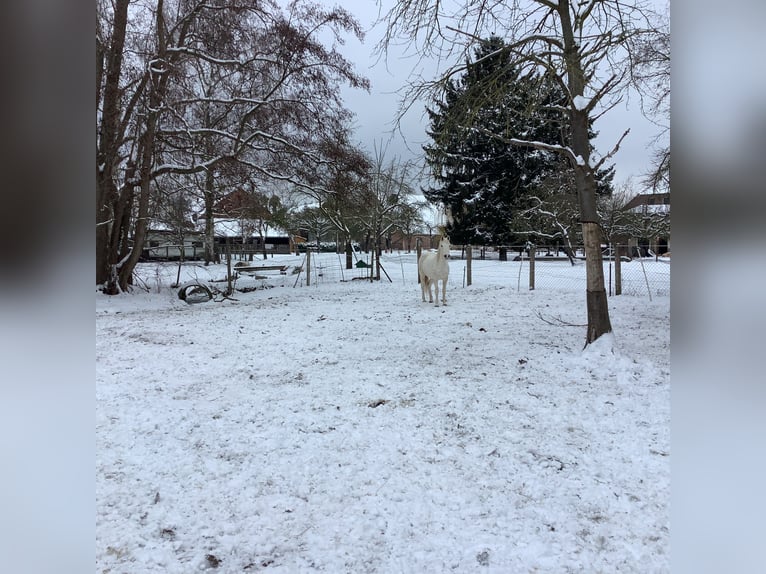 German Riding Pony Mare 14 years 14.1 hh Grey in Schellerten