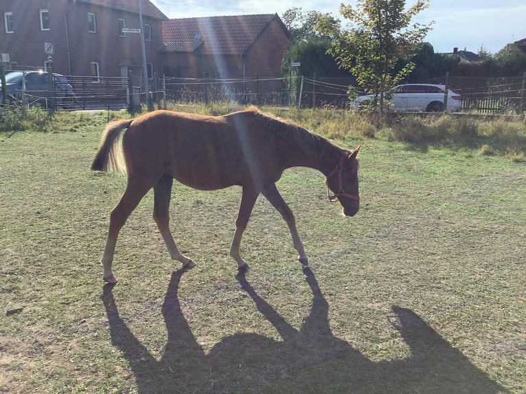 German Riding Pony Mare 14 years 14.1 hh Grey in Schellerten