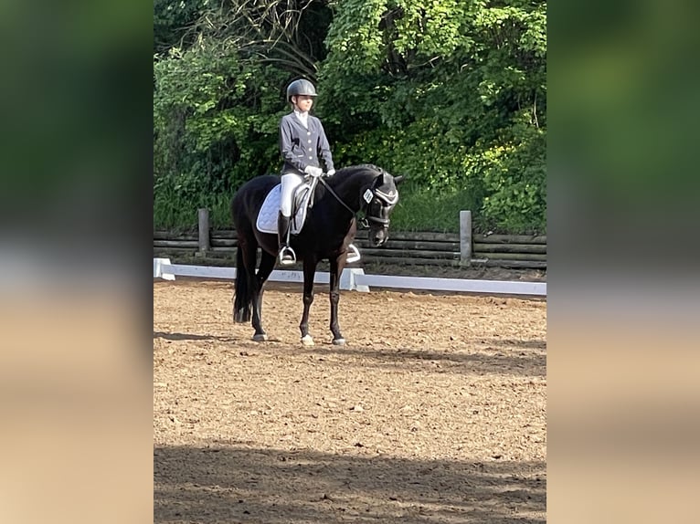 German Riding Pony Mare 14 years 14,1 hh Smoky-Black in Ganderkesee