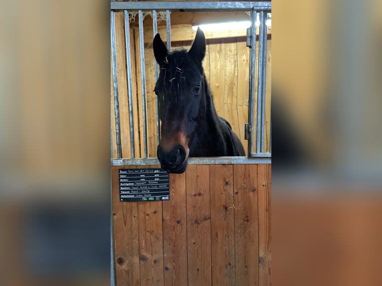 German Riding Pony Mare 14 years 14.2 hh Bay-Dark in Uthleben