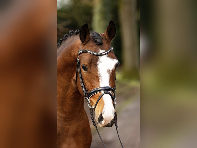 German Riding Pony Mare 14 years 14.2 hh Brown in Flintbek