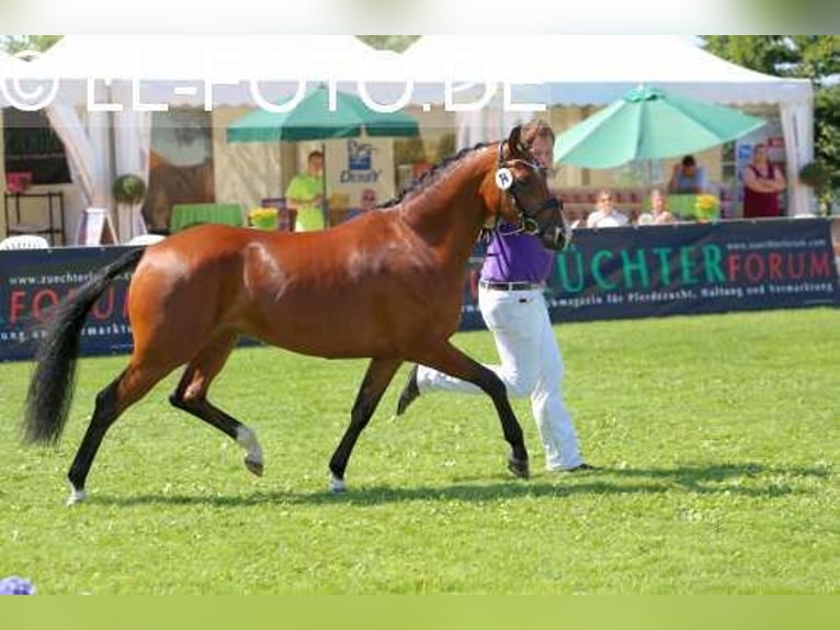 German Riding Pony Mare 14 years 14.2 hh Brown in Preußisch Oldendorf
