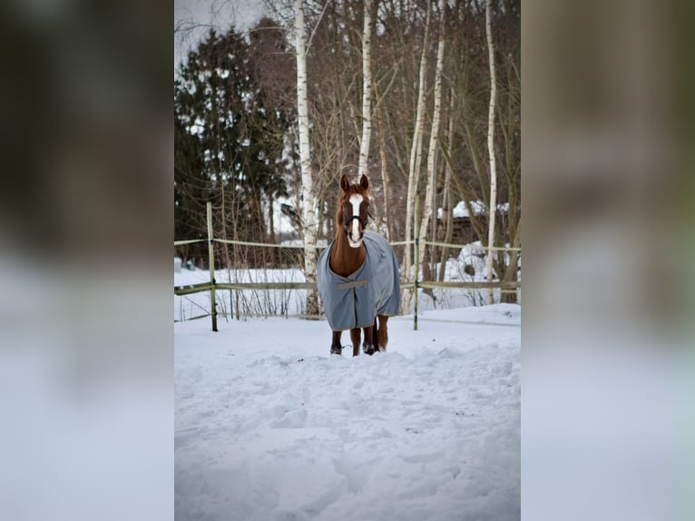 German Riding Pony Mare 14 years 14.2 hh Chestnut in Bad Berneck im Fichtelgebirge