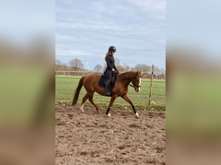 German Riding Pony Mare 14 years 14.2 hh Chestnut in Bad Berneck im Fichtelgebirge