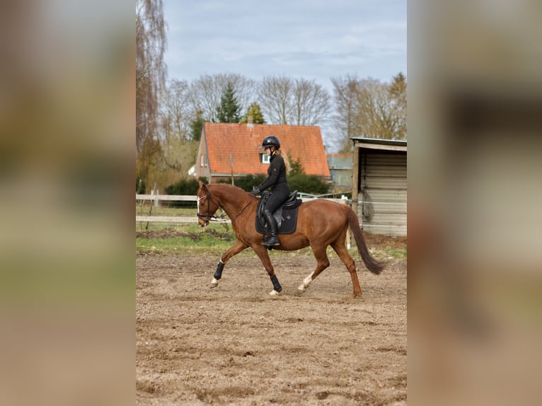 German Riding Pony Mare 14 years 14.2 hh Chestnut in Bad Berneck im Fichtelgebirge