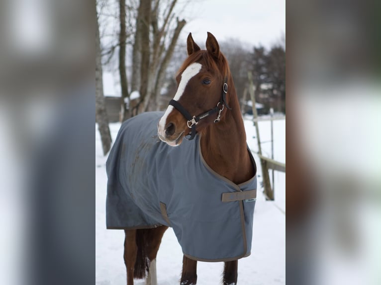German Riding Pony Mare 14 years 14.2 hh Chestnut in Bad Berneck im Fichtelgebirge