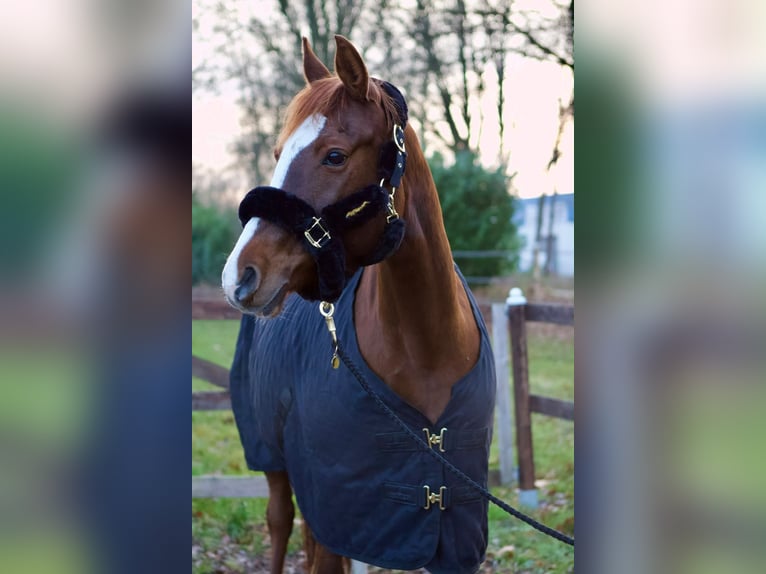 German Riding Pony Mare 14 years 14.2 hh Chestnut in Bad Berneck im Fichtelgebirge