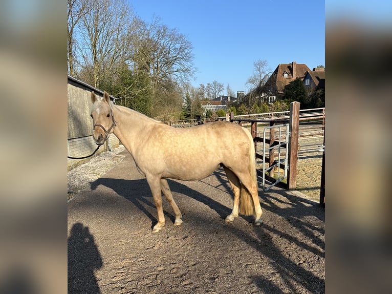 German Riding Pony Mare 14 years 14,2 hh Palomino in Wuppertal