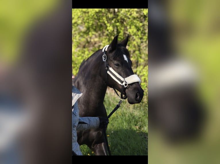 German Riding Pony Mare 14 years 14 hh Black in Husum
