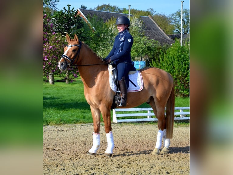 German Riding Pony Mare 14 years 14 hh Brown in Badbergen
