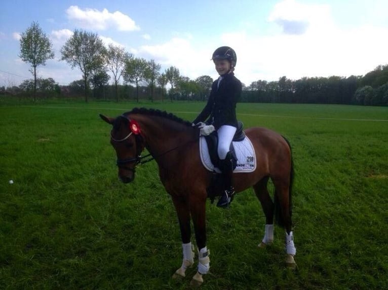 German Riding Pony Mare 14 years 14 hh Brown in Badbergen