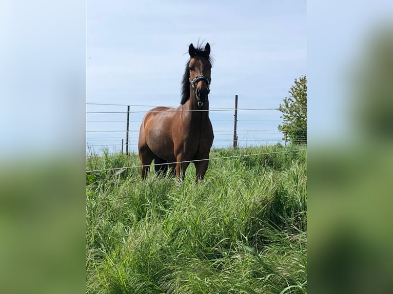 German Riding Pony Mare 14 years 14 hh Brown in Tübingen