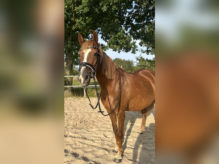 German Riding Pony Mare 14 years 14 hh Chestnut-Red in Apen