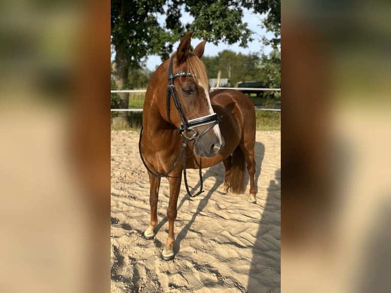 German Riding Pony Mare 14 years 14 hh Chestnut-Red in Apen