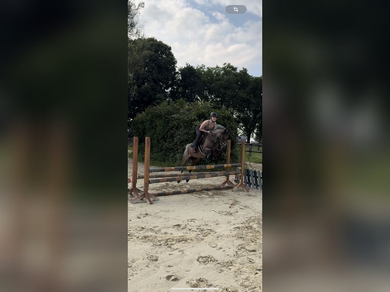 German Riding Pony Mare 14 years 14 hh Gray in Kaarst