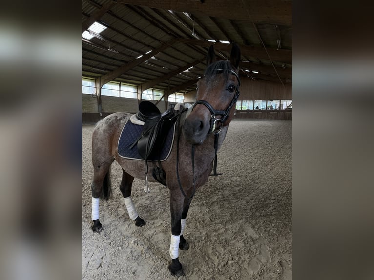 German Riding Pony Mare 14 years 14 hh Gray in Kaarst