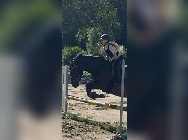 German Riding Pony Mix Mare 14 years 14,1 hh Bay-Dark in Hamburg Lemsahl-Mellingstedt