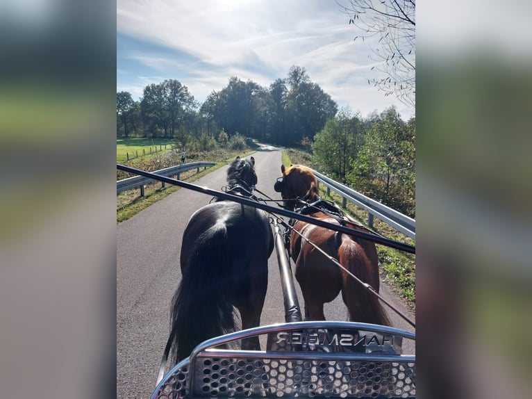 German Riding Pony Mare 14 years 14,1 hh Brown in Neuenkirchen