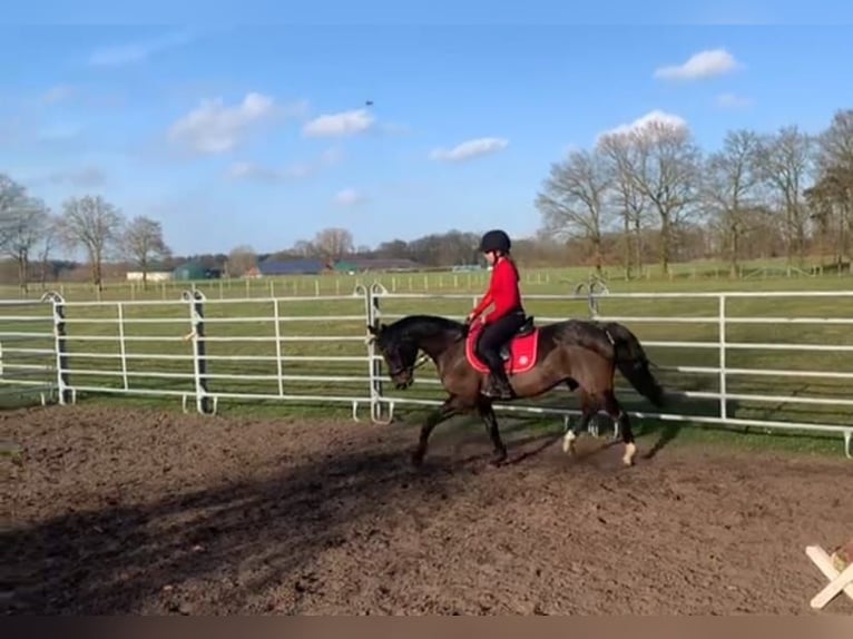 German Riding Pony Mare 14 years 14,1 hh Brown in Neuenkirchen