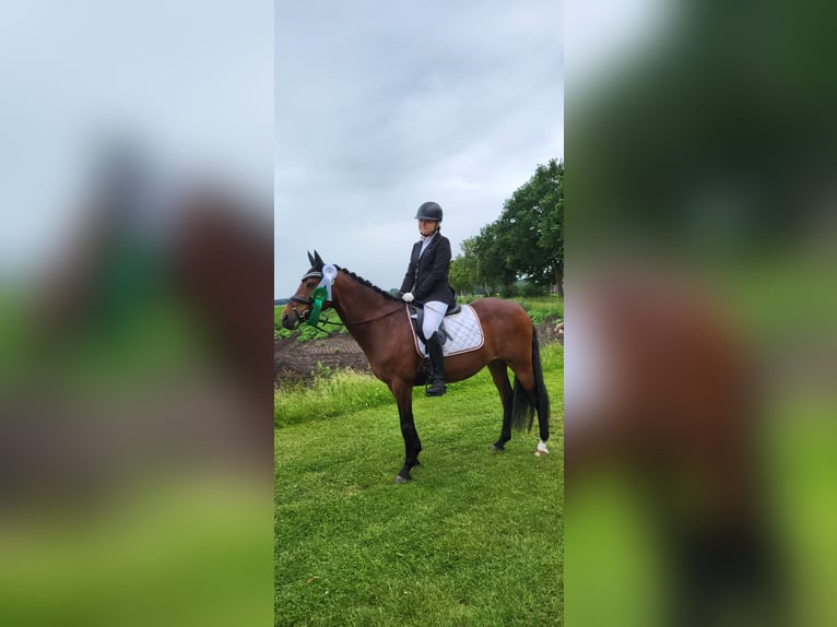 German Riding Pony Mare 14 years 14,1 hh Brown in Zeven