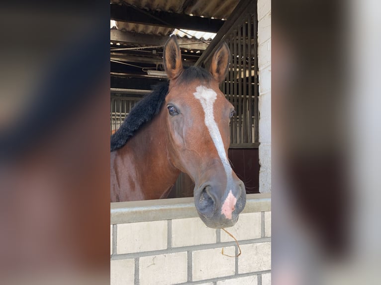 German Riding Pony Mare 14 years 14,1 hh Brown in Iserlohn