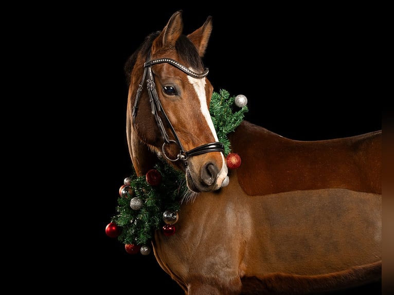 German Riding Pony Mare 14 years 14,1 hh Brown in Iserlohn