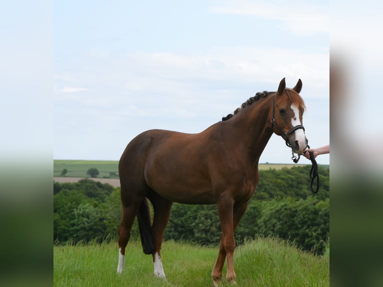 German Riding Pony Mare 14 years 14,1 hh Chestnut in K&#xE4;shofen