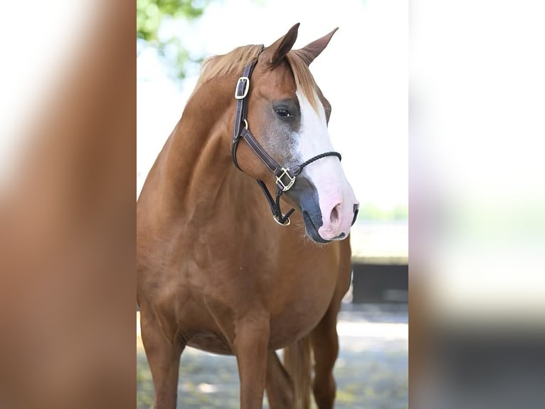 German Riding Pony Mare 14 years 14,1 hh Chestnut-Red in Vettweiß